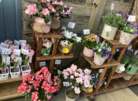 bloom into business established - 3