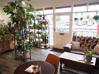 cafe house plants - 3