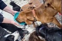 established doggy day care - 3