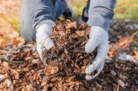 established garden maintenance landscaping - 3