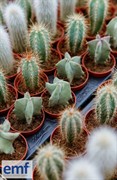 niche retail wholesale plant - 3