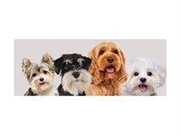 established perth dog grooming - 2