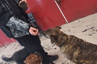 established doggy day care - 2