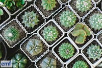 niche retail wholesale plant - 2