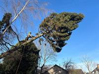 highly rated tree surgeon - 2