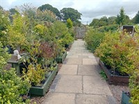 beautiful freehold garden nursery - 2