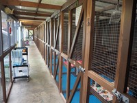 cattery - 1
