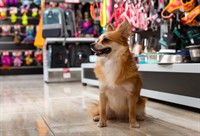 independent pet retail business - 3