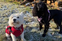 relocatable dog walking business - 2