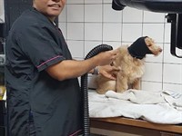 pampered pets paradise established - 3