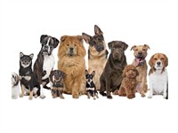 established perth dog grooming - 1