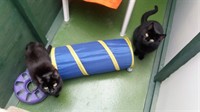 boarding cattery licensed for - 2