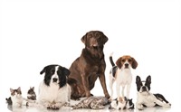supplier of various pet - 3