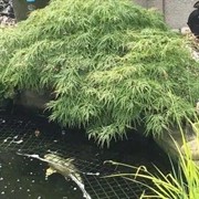 specialist pond protection supplier - 2