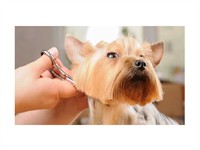 refined ready established dog - 2