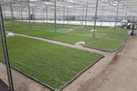 horticulture plant nursery specialising - 1
