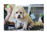 refined ready established dog - 1