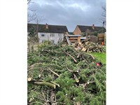 highly rated tree surgeon - 1