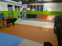 doggy day care centre - 2