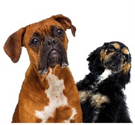 established dog walking business - 1