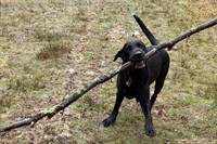 relocatable dog walking business - 3