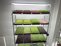 home-grown opportunity profitable indoor - 2