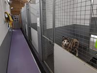 outstanding kennels cattery business - 2