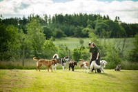 hilltop doggy day care - 1