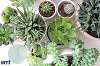 niche retail wholesale plant - 1