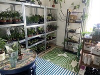 licenced cafe bar plants - 2