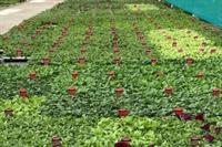 horticulture plant nursery specialising - 2