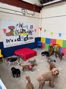 popular professional doggy daycare - 3