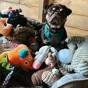 paws for play-private dog - 1