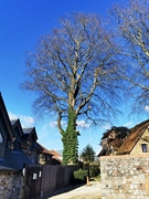 tree surgeon arborist business - 1