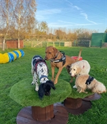 paws for play-private dog - 3
