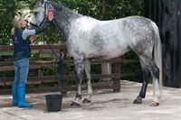 horse pony rugs bibs - 3