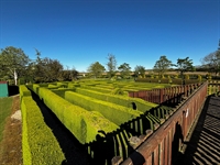 wragby maze plant nursery - 2
