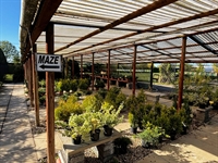 wragby maze plant nursery - 3