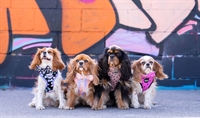 established uk dog lifestyle - 1