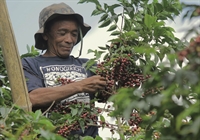 environmentally friendly coffee pod - 3