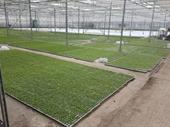 horticulture plant nursery specialising