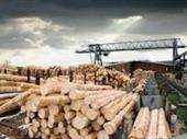 uk sawmill manufacturing softwood