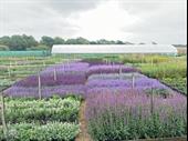 freehold wholesale nursery northamptonshire