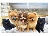 profitable established dog walking