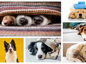 raw pet food retail
