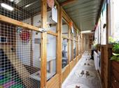 freehold cattery 17 luxury