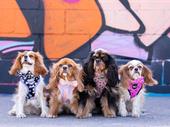 trademarked dog accessories brand