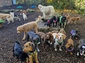 popular professional doggy daycare