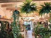 plant business retail online