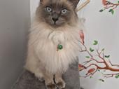 5 cattery with land